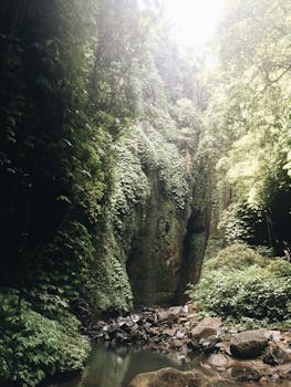 热带峡谷郁郁葱葱，溪水流过岩石，四周环绕着茂密的植物，景色宁静