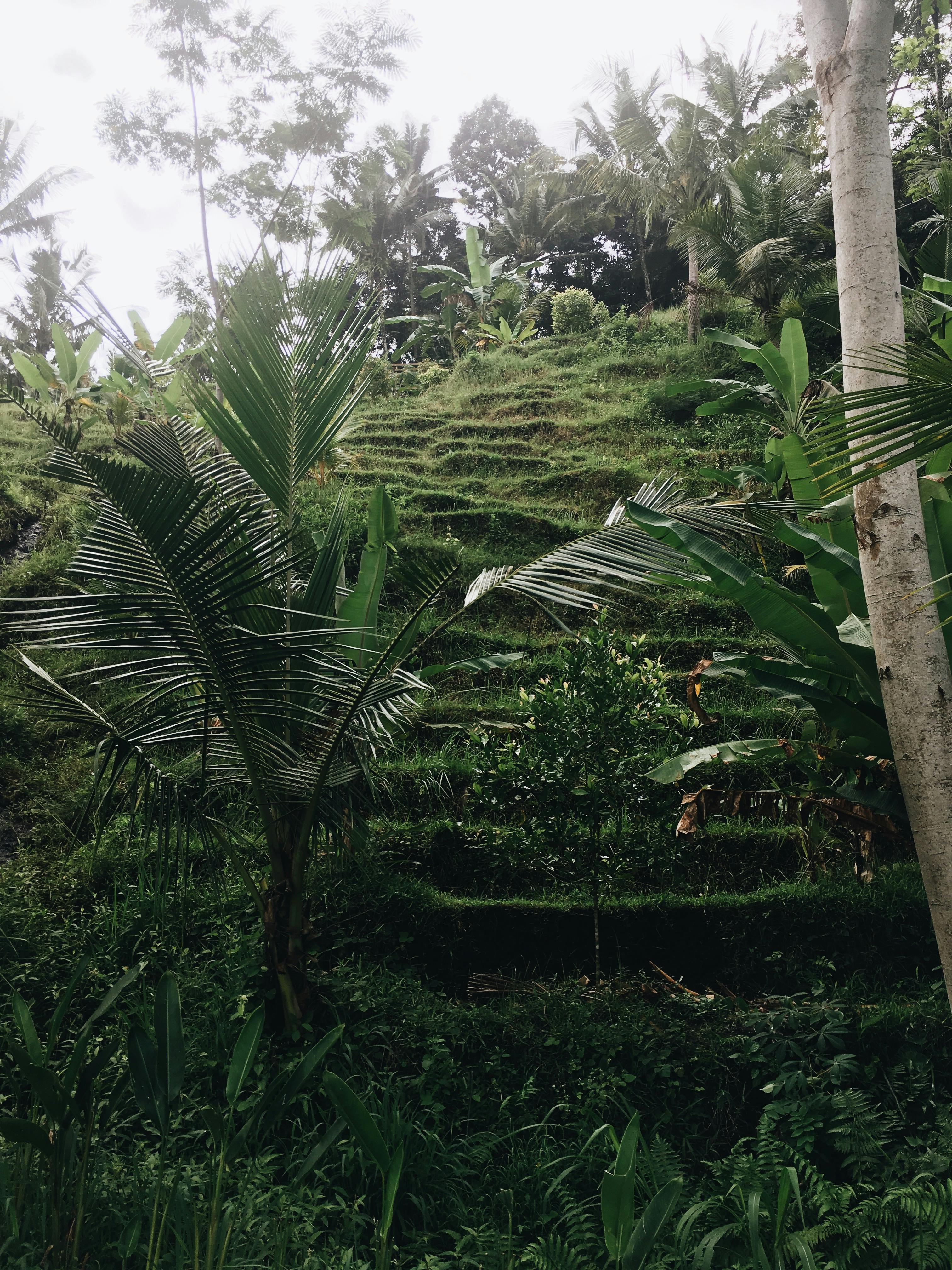 明亮的日光下，热带植被茂密，棕榈树和露台点缀其间