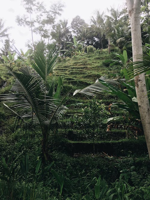 Plantas E Grama Em Uma Montanha