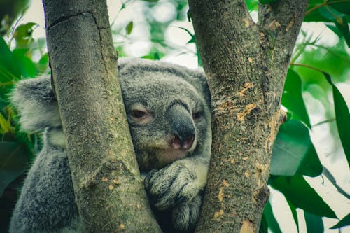 Koala Bear in between Tree Branches