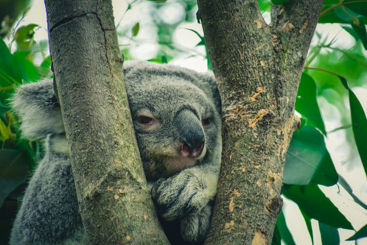 Koala Bear In Between Tree Branches