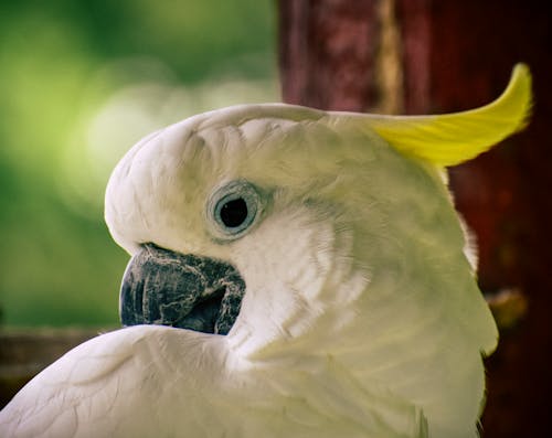 Close-Up Photo of White Parrot