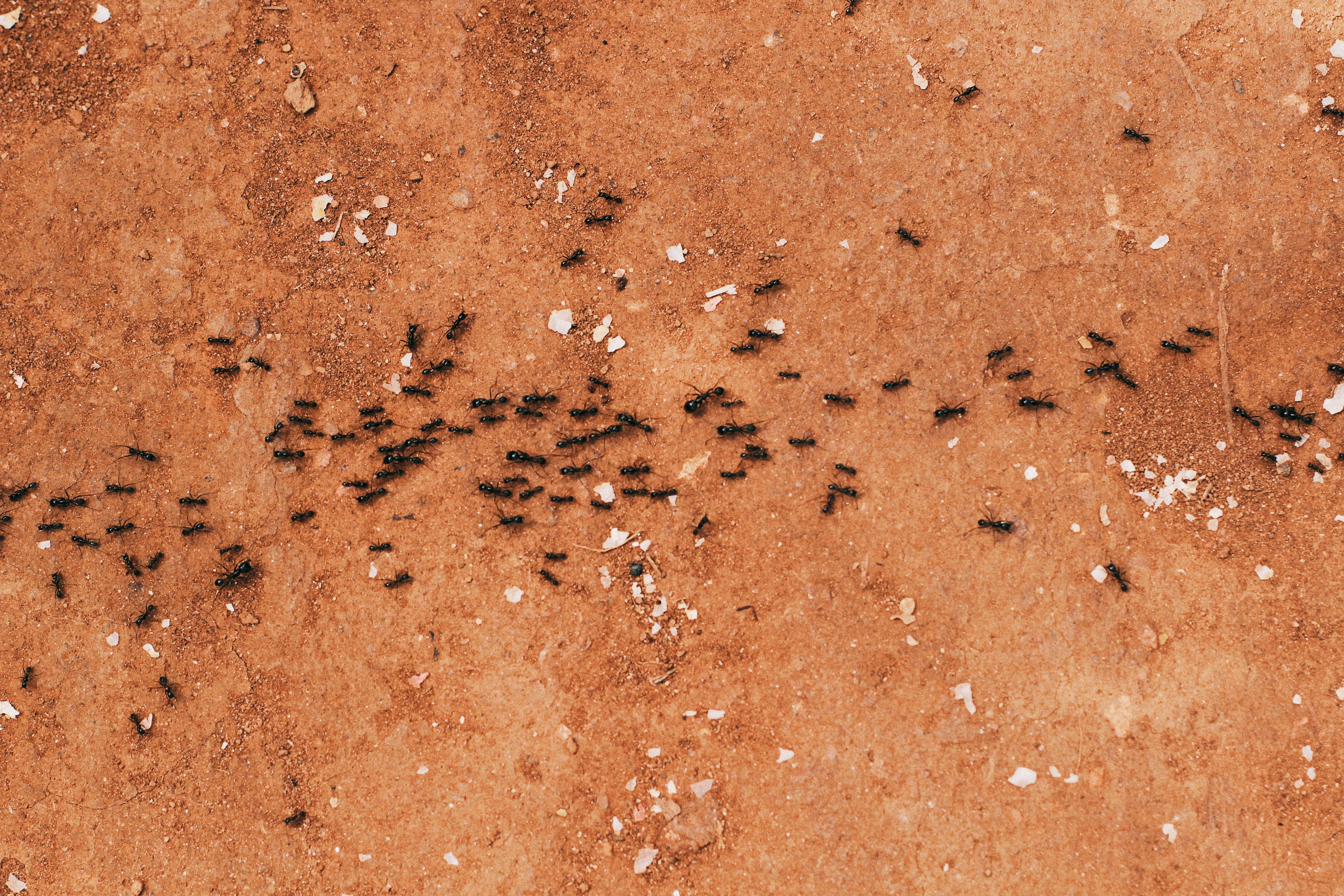 Atlanta fire ant urban heat island treatment timing