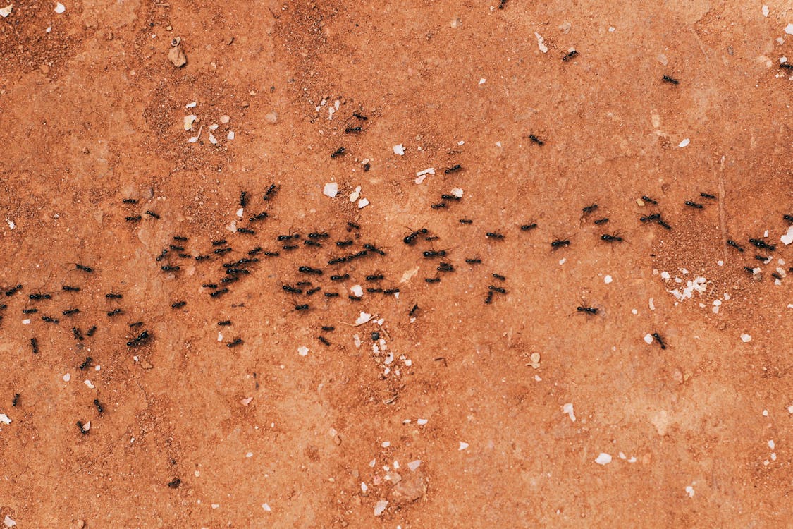 Free Black Ants Lining Up Stock Photo