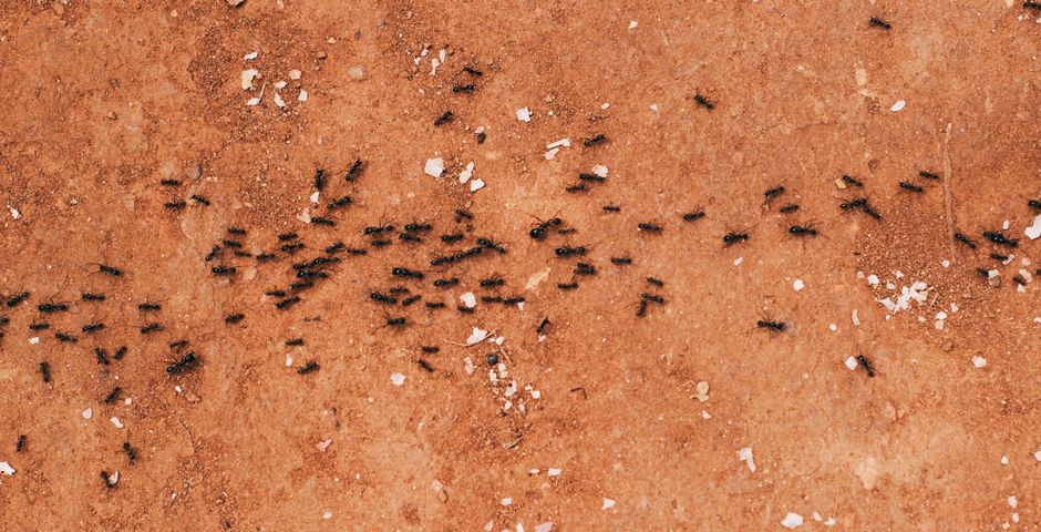 A single-file line of black ants on a textured surface — the classic Malaysian kitchen trail that everyone wants to wipe out with one can of spray