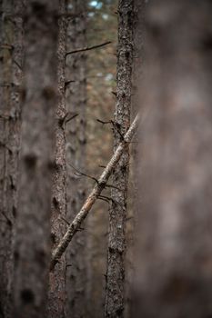 A serene view of pine trees with visible bark patterns in a forest setting. Perfect for nature themes.