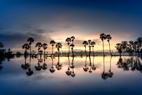 Free Reflection Of Trees On Water  Stock Photo
