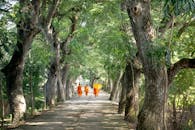 僧侣身着鲜艳长袍，沿着绿树成荫的宁静小路行走