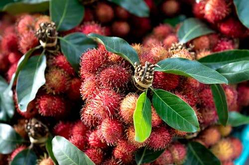 Close-up Photo of Red Rambutan Fruits