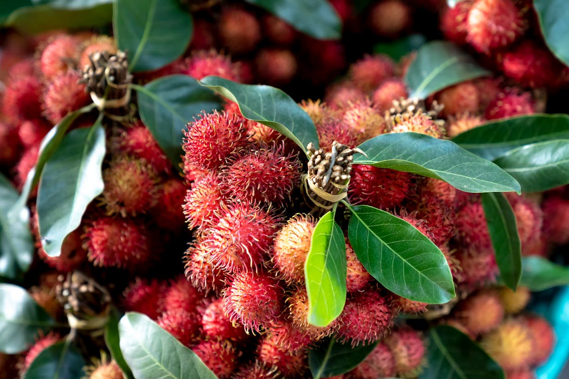 Close-up Photo of Red Rambutan Fruits