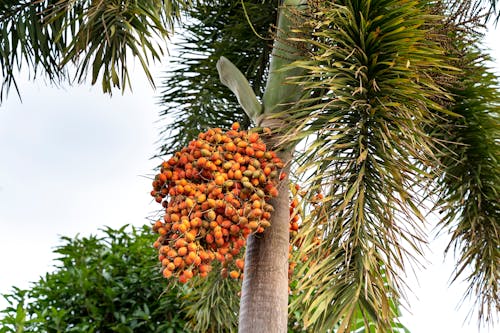 Palmera Verde