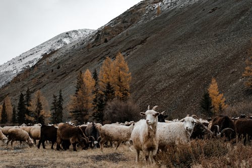 Free Herd of Sheeps Stock Photo
