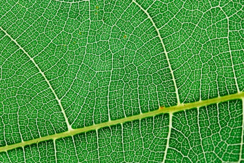 Free Close up view of green leaf and leaf veins Stock Photo