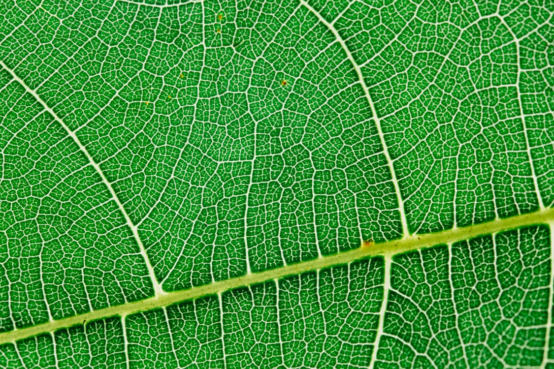 Close up view of green leaf and leaf veins