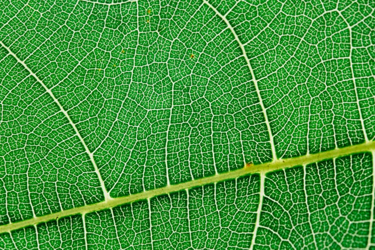 Close Up View Of Green Leaf And Leaf Veins