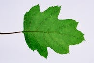 白色背景上，充满活力的绿色枫叶在宏观镜头下展现出复杂的纹理细节