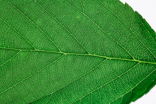 Close up view of green leaf and leaf veins