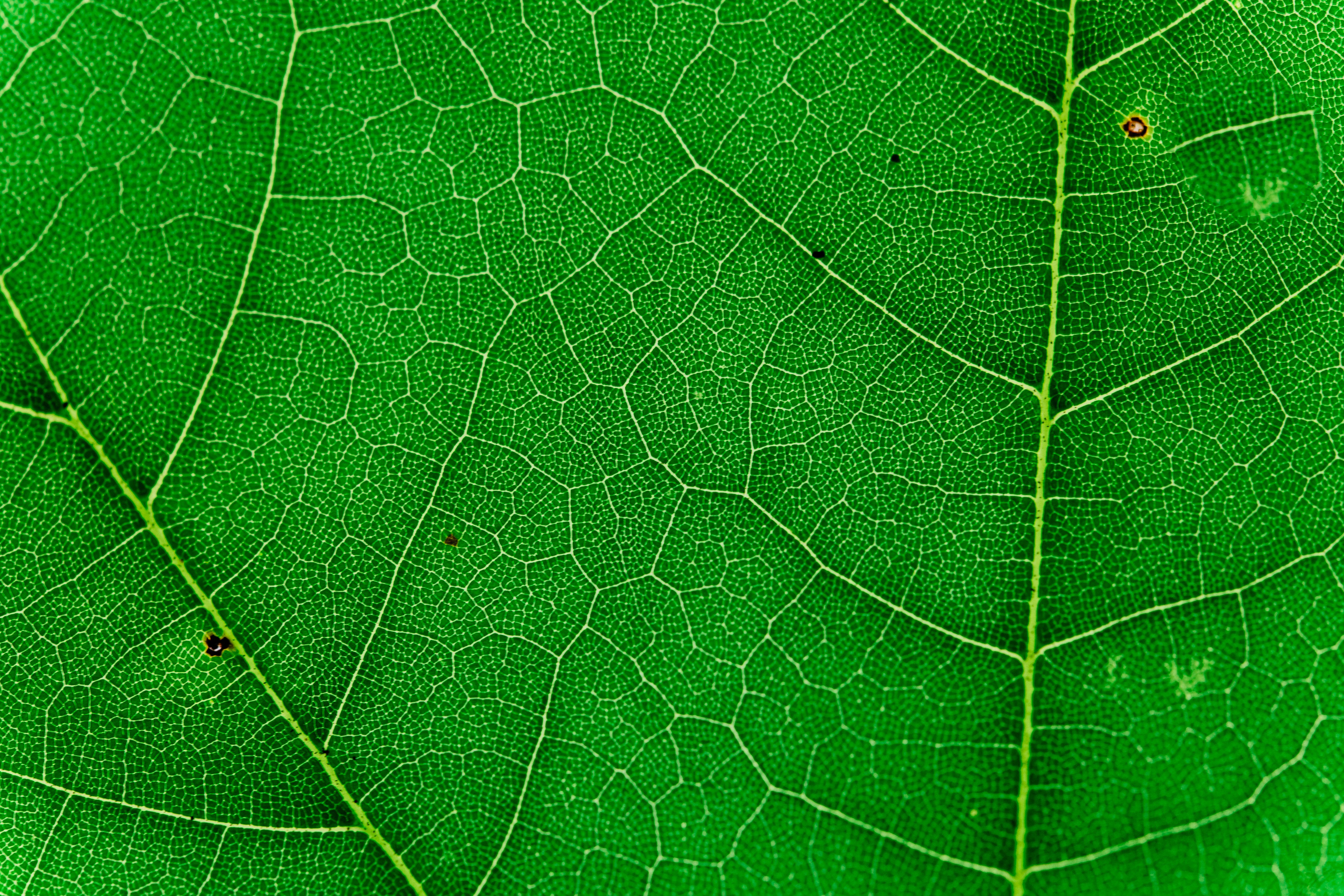 Different faux leaf types and textures for realism - diy faux plant wall
