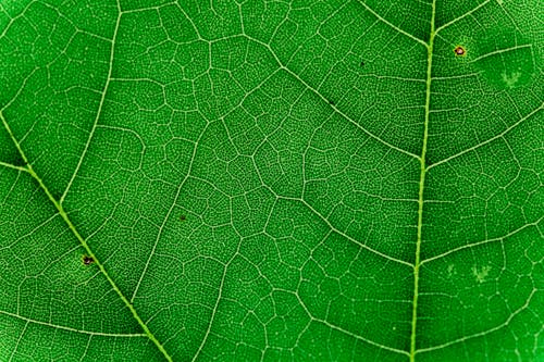Макро фотография зеленого листа