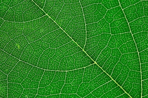 Close up view of green leaf and leaf veins