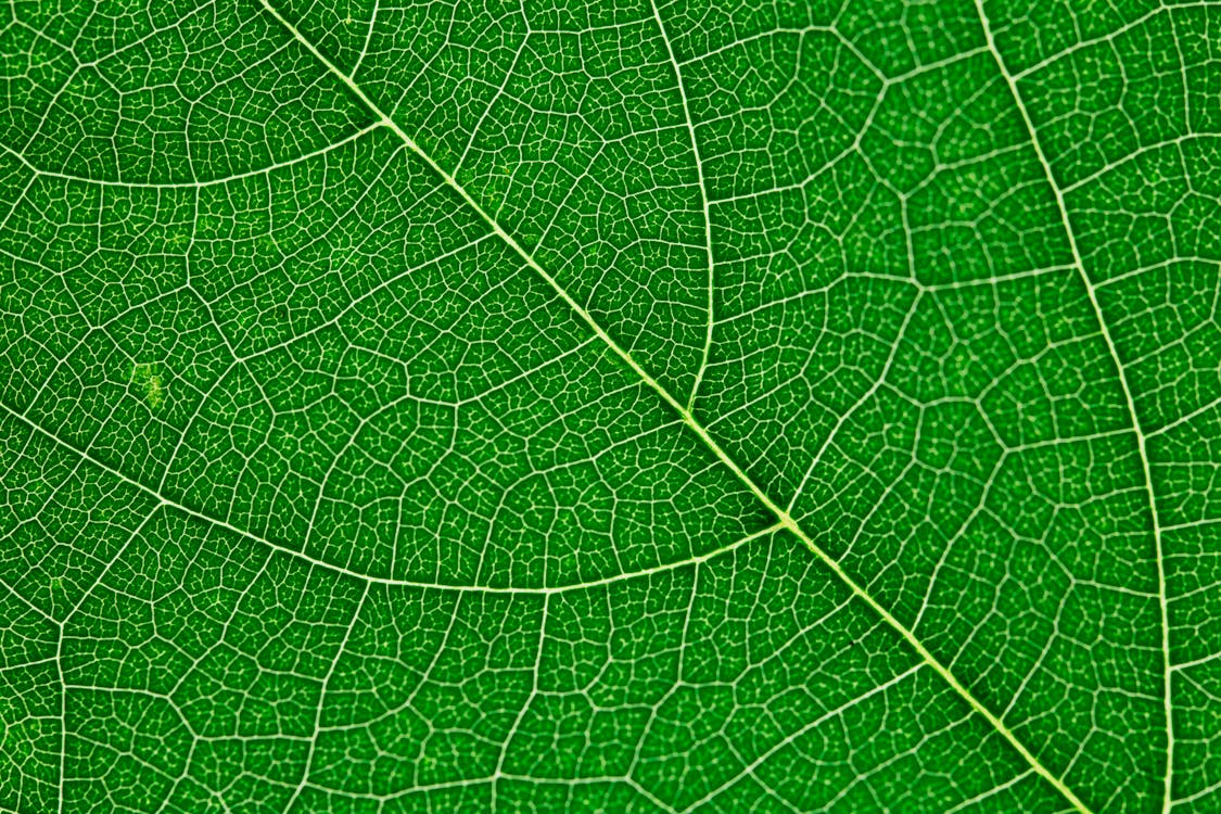 Close up view of green leaf and leaf veins