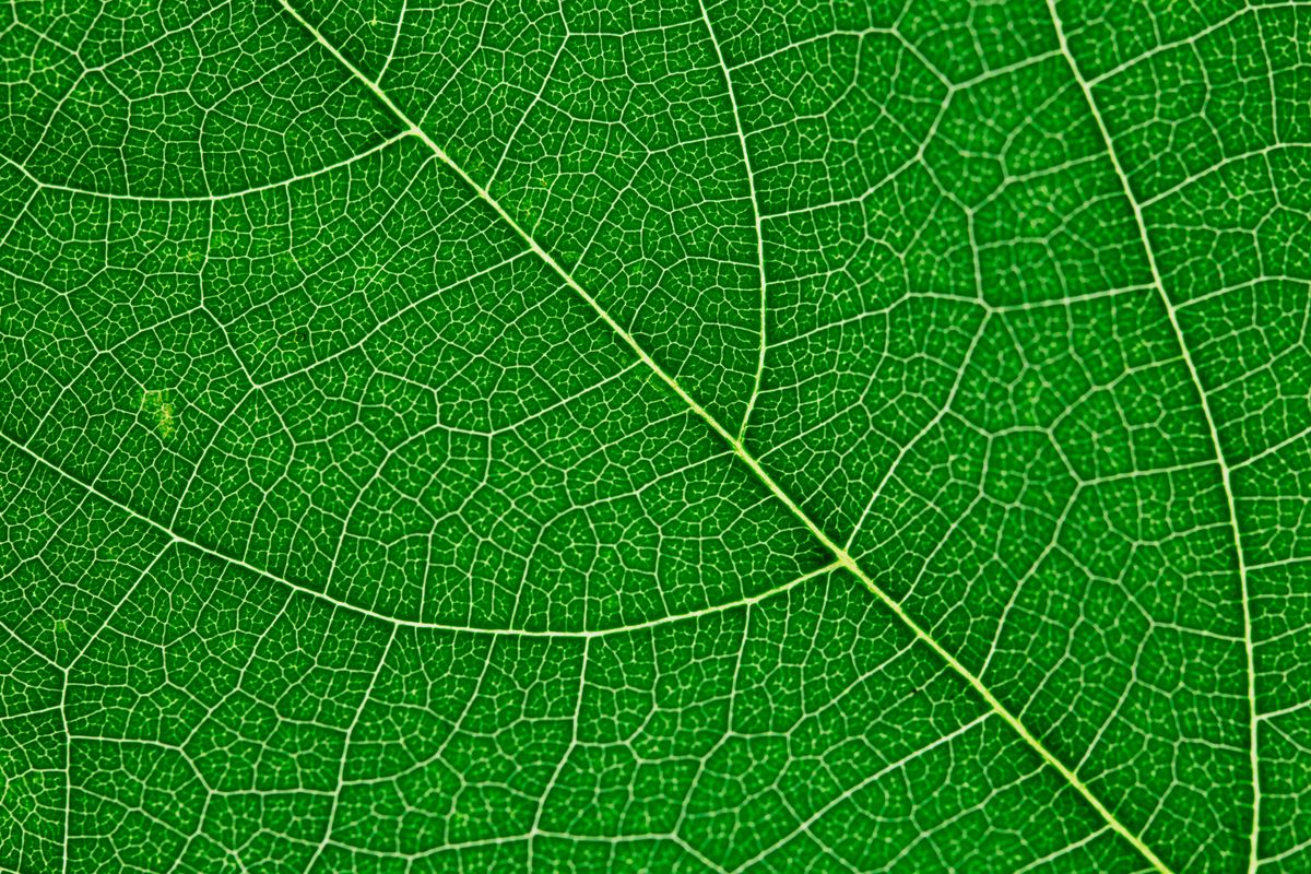 Sustainable eco-friendly materials