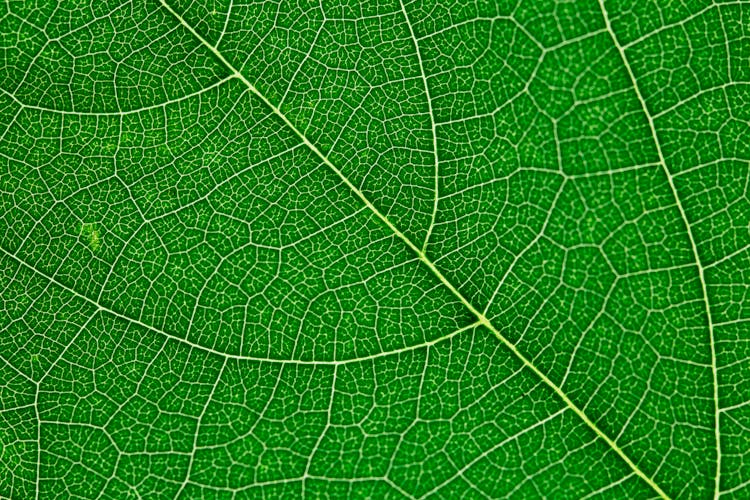 Close Up View Of Green Leaf And Leaf Veins