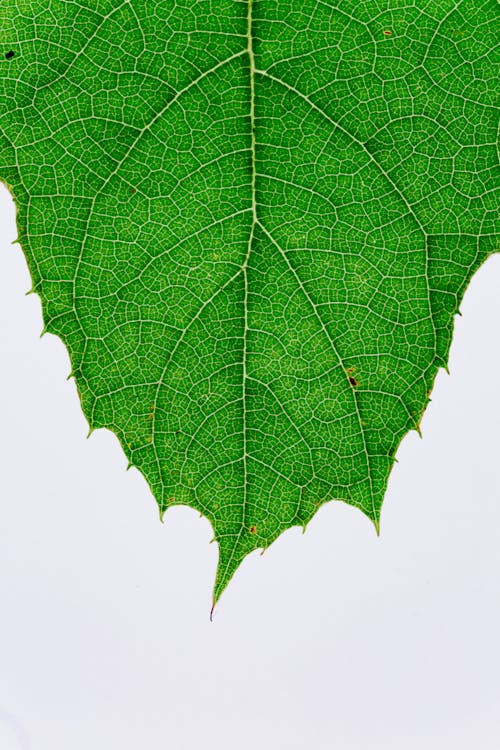 무료 단풍잎 스톡 사진