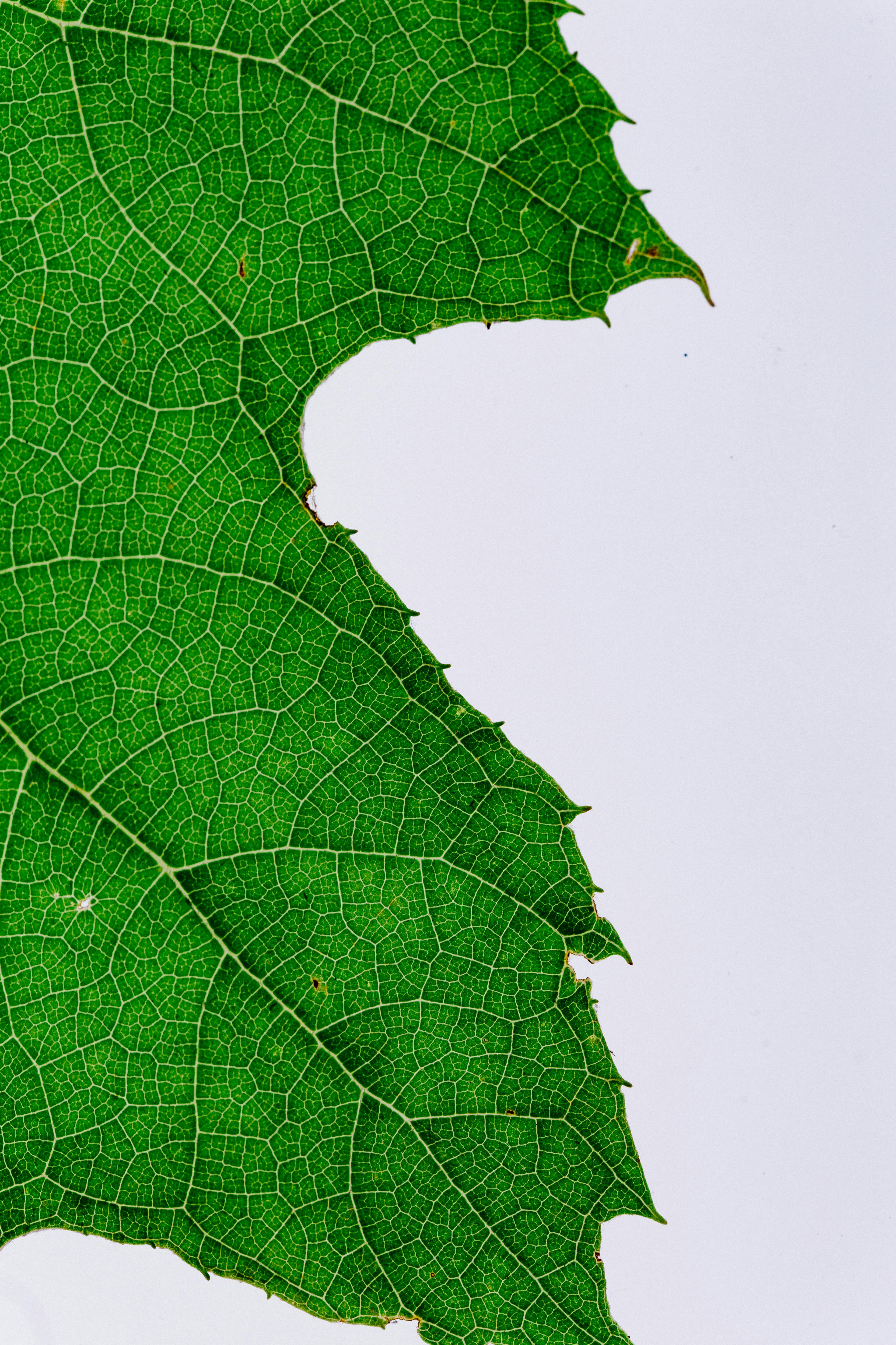 green leaf close up photography