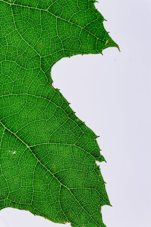 녹색 잎 클로즈업 사진