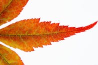 这张充满活力的秋叶宏观图像，细致地展现了其复杂的纹理图案