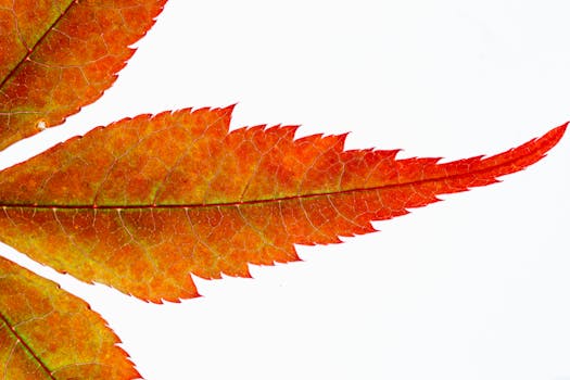 这张充满活力的秋叶宏观图像，细致地展现了其复杂的纹理图案