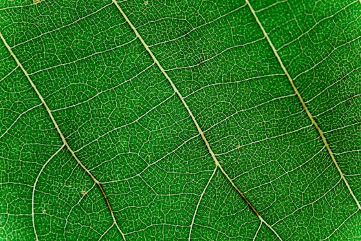 Detailed macro close-up of a vivid green leaf showing intricate vein patterns and texture.