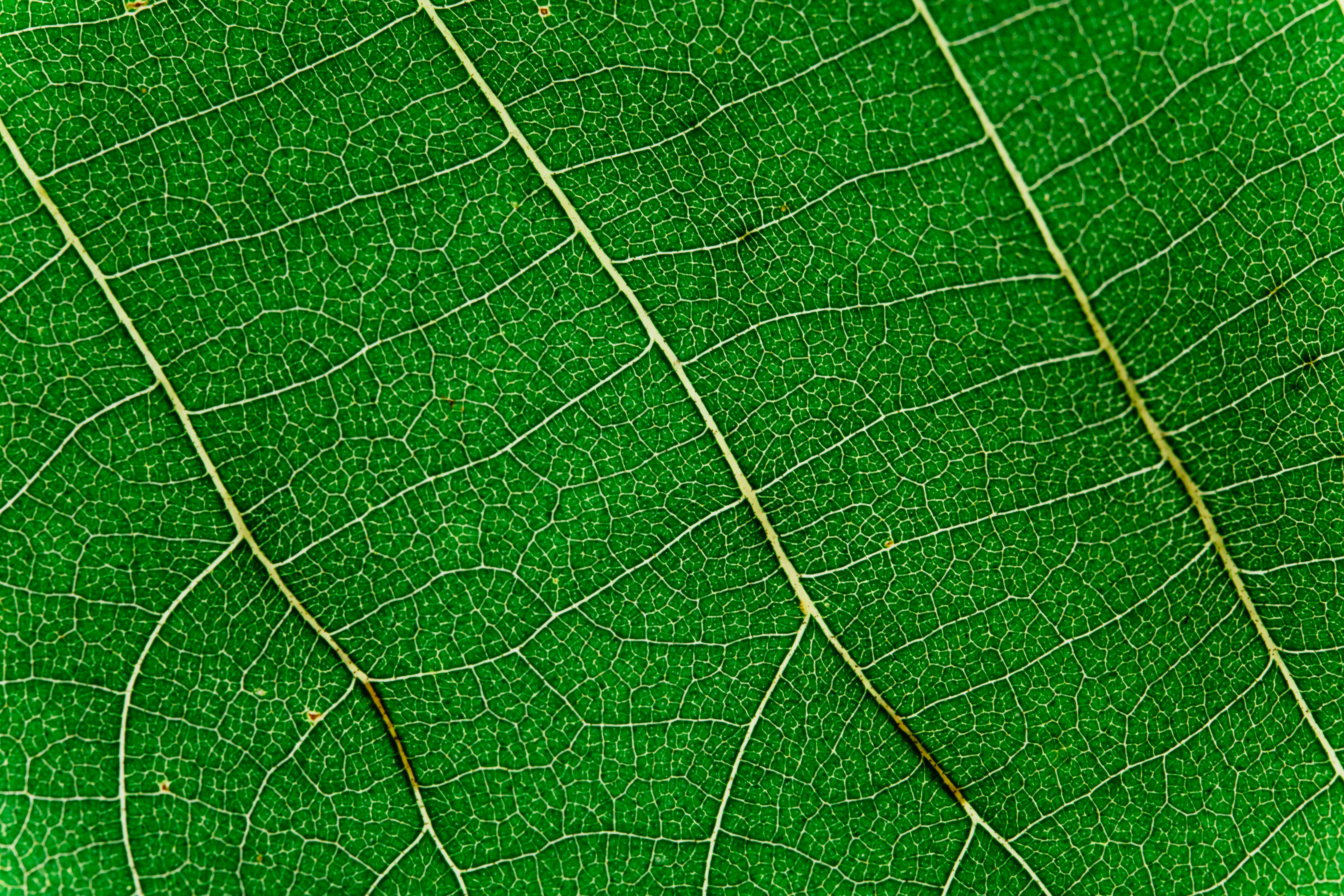 Green Flat Oblong Leaf Plant on Close Up Photography · Free Stock Photo