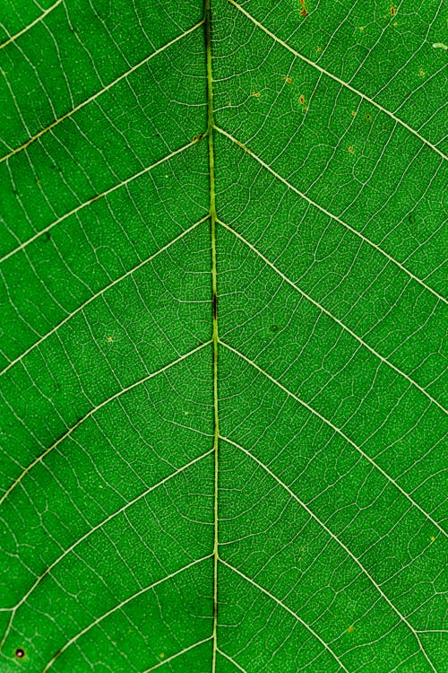 Close up view of green leaf and leaf veins