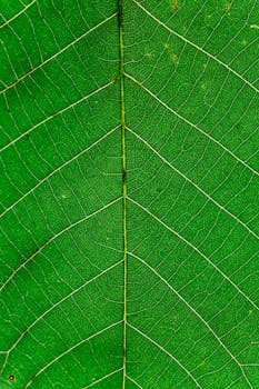 充满活力的绿叶在宏观镜头下展现出复杂的纹理图案