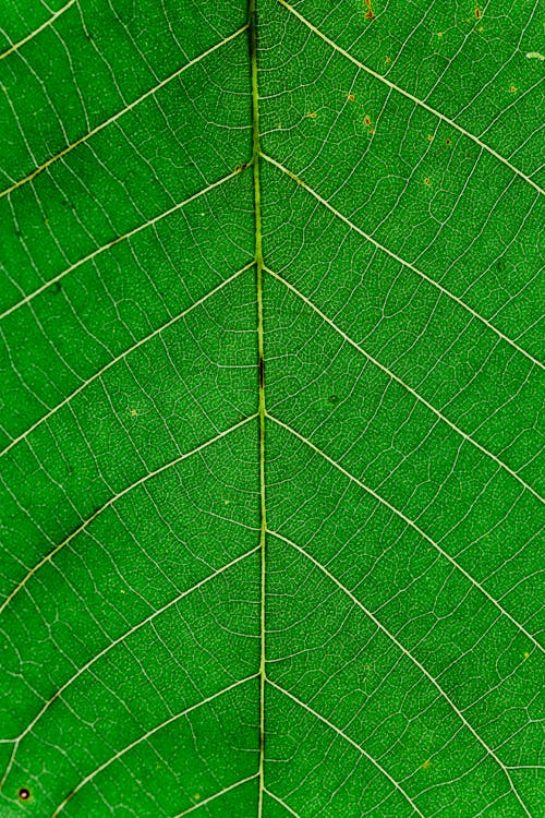 綠葉和葉脈的近視圖