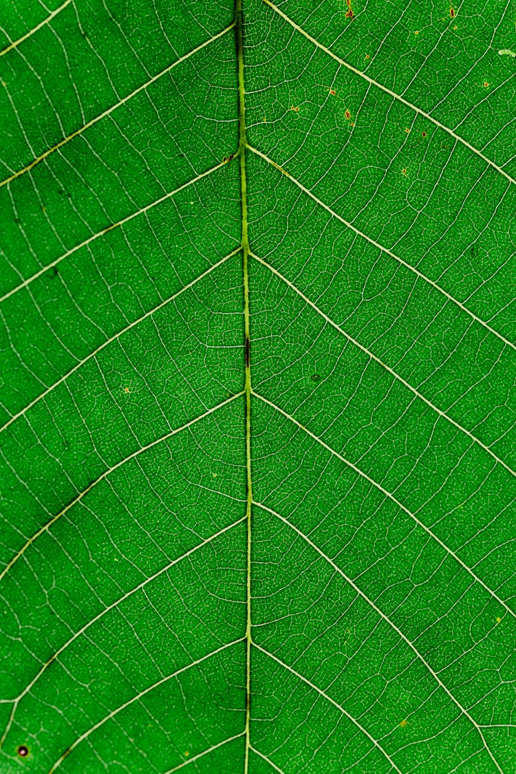 Close Up View Of Green Leaf And Leaf Veins