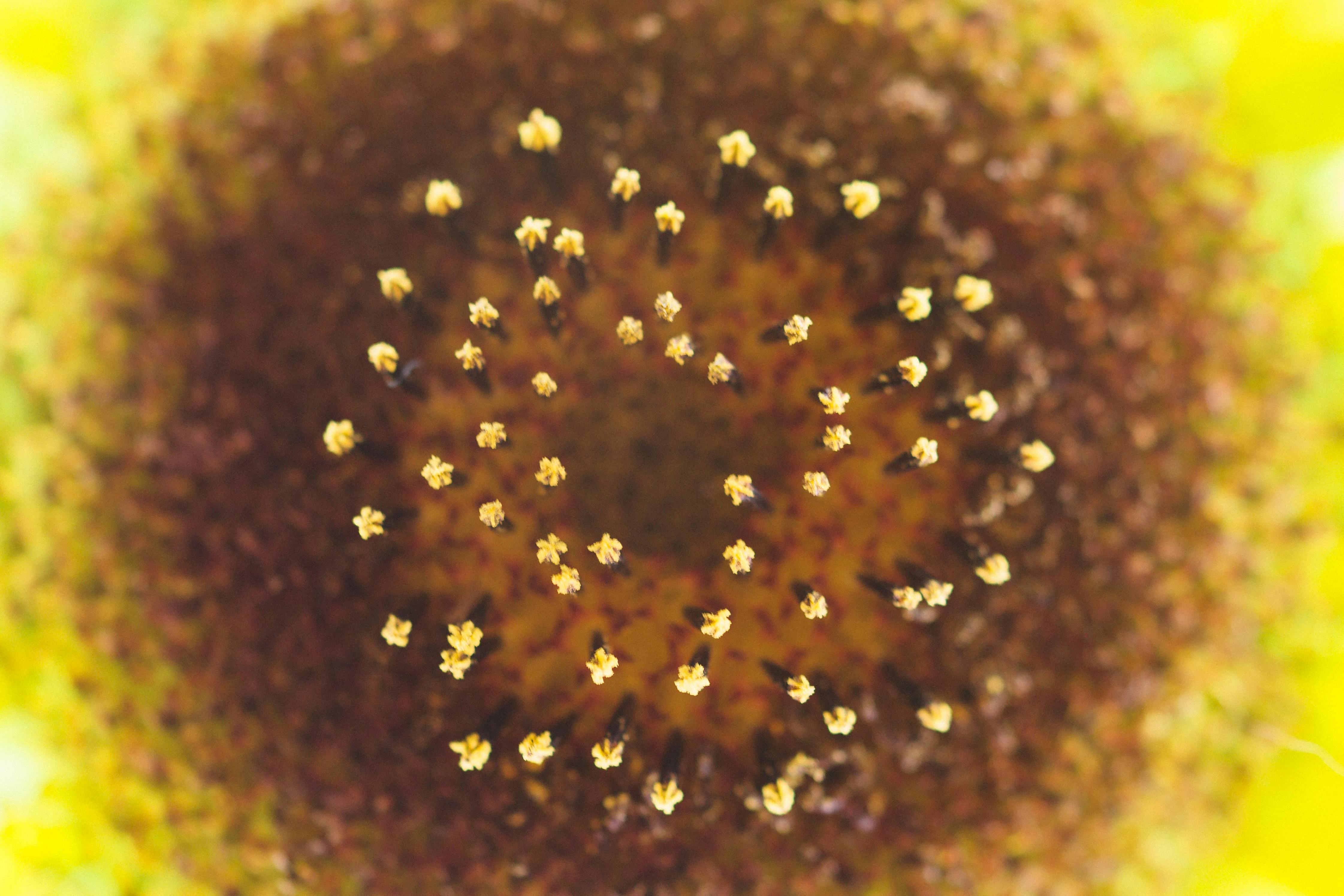 Yellow Pollen · Free Stock Photo