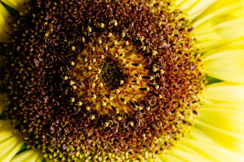 Free Yellow Sunflower in Close-up Photo Stock Photo