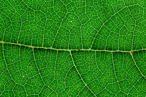 Yeşil Yaprak Makro Fotoğrafçılığı