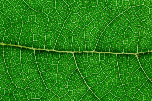 Macrofotografie Van Groen Blad