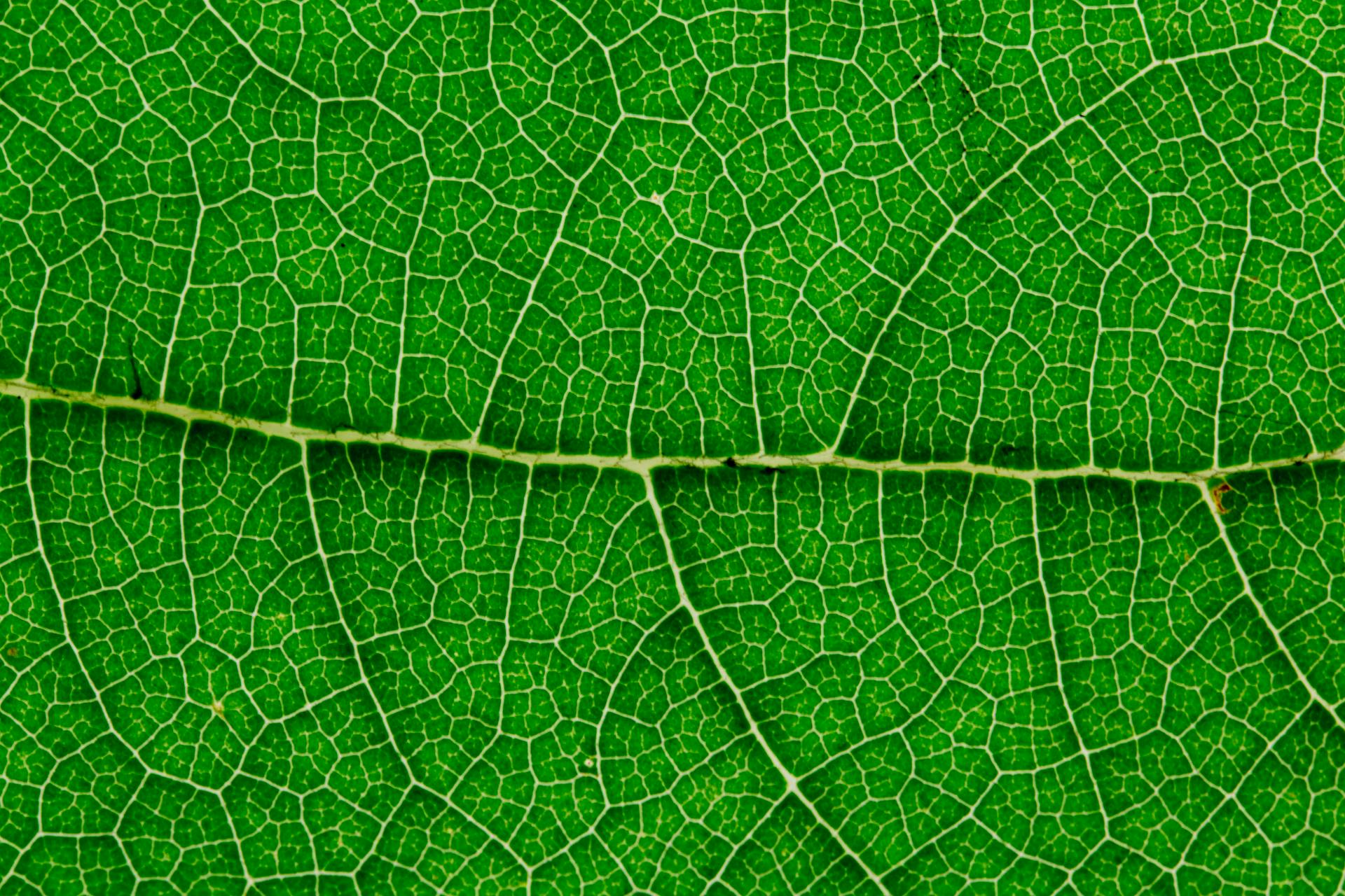 Close-up view of a vibrant green leaf revealing intricate vein patterns.