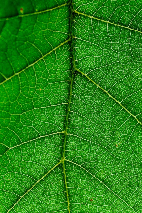  Close up view of green leaf and leaf veins