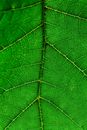 Close up view of green leaf and leaf veins