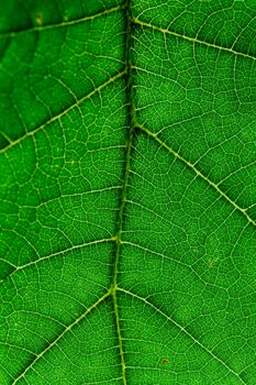  Close up view of green leaf and leaf veins
