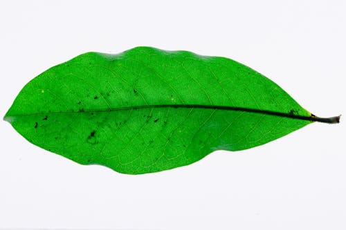 Photo of a green leaf