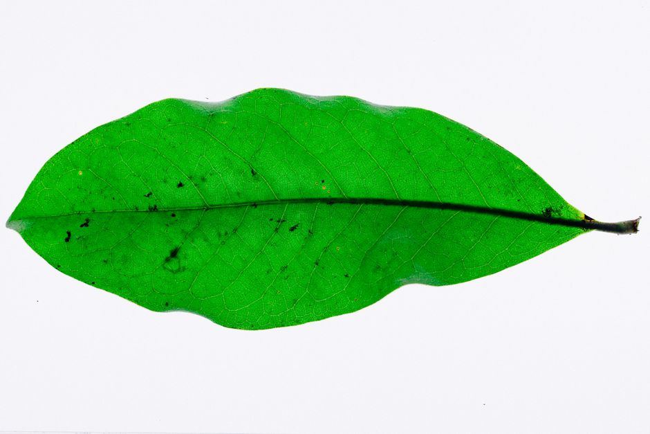 Close-up of a vibrant green leaf showcasing its detailed veins and natural texture.