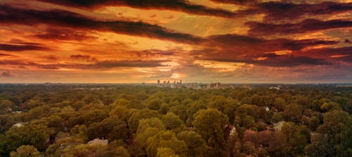 Aerial Photography of Green-leafed Trees during Golden Hour