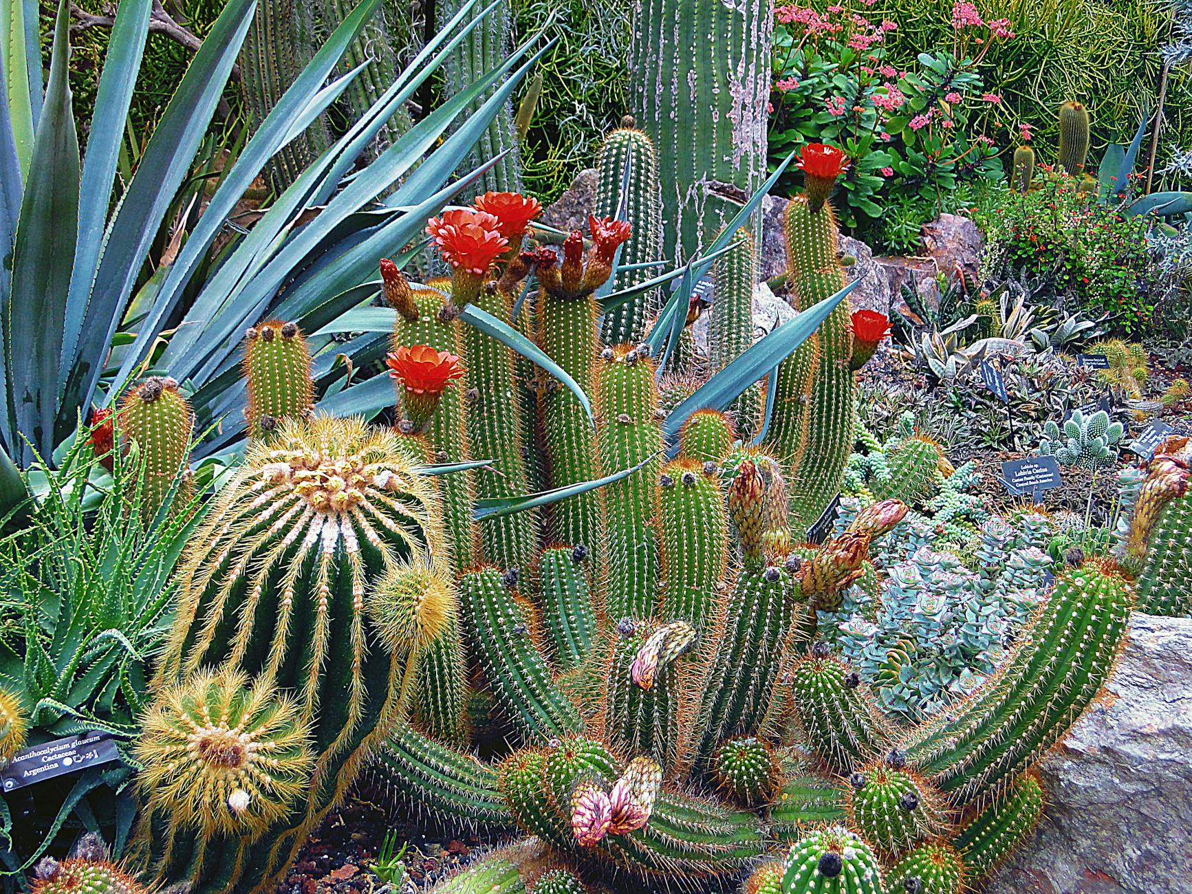 Close-up of Cactus · Free Stock Photo